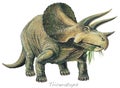 Triceratops